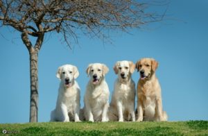 יום הכלב הבינלאומי 2021- איך מגדלים כלב בריא ומאושר? זה קל