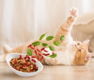 סלטי POKE' גם לחתולים מותג מזון בעלי החיים האהוב שזיר משיק סדרת מעדני בריאות של סלטי POKE' עשירים בחלבון בשילוב טעמים מפתיעים של פירות וירקות לחתולים