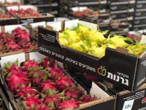פתיחת עונת הפיטאיה בישראל 10 עובדות שכדאי לדעת על: פיטאיה